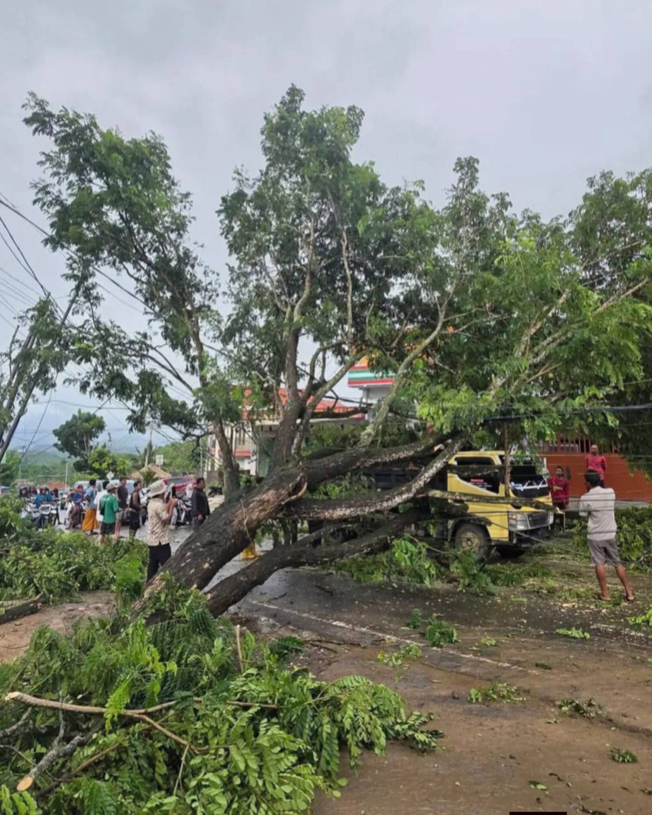 Pohon Tumbang Tutup Akses Jalan,Arus Lalu Lintas Sempat Lumpuh